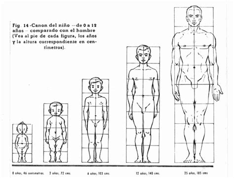 Proporciones Para Dibujar El Cuerpo Humano
