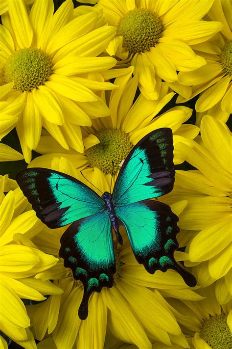 Beautiful Green Butterfly Photograph By Garry Gay Fine Art America