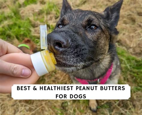 The 7 Best And Healthiest Peanut Butters For Dogs 2023 We Love Doodles