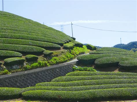 Kyoto Travel Wazuka Tea Plantation Wow U Japan