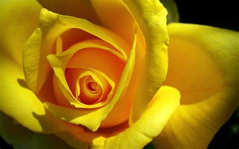 Yellow Rose Wallpapers Close Up Hd Wallpapers