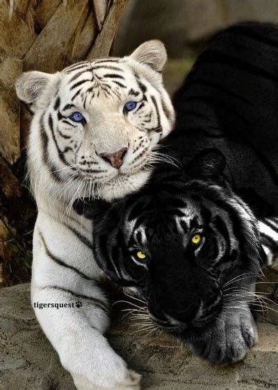 The Black Tiger A Veritable BÊte Noire Of Mystery Cats Artofit