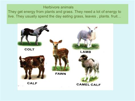 Some animals called carnivores only eat meat. Herbivore, carnivore and omnivore animals