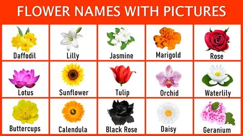 List Of Flowers Name With Pictures A To Z Engdic