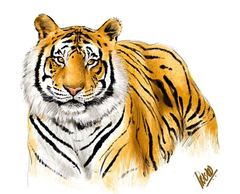Tiger Images The Royal Bengal Tiger The Endangered Species Tiger