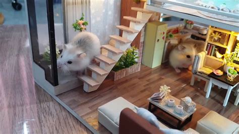Roborovski Hamsters Baby Playing In Miniature House Diy Youtube