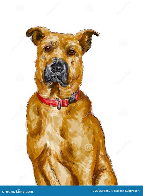 Black Mouth Cur Dog Breed Drawing Stock Illustration Illustration Of