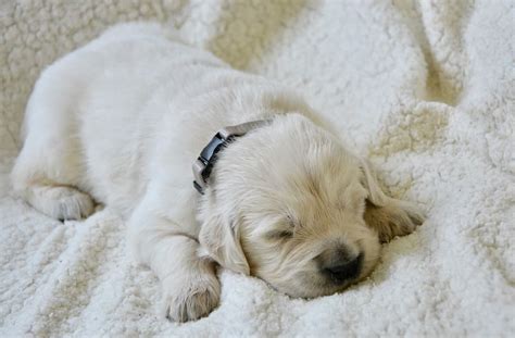 For questions or problems with the cams or chat (only), send an email to: Puppy Cams | The Best Live Puppy Cams on the Internet ...