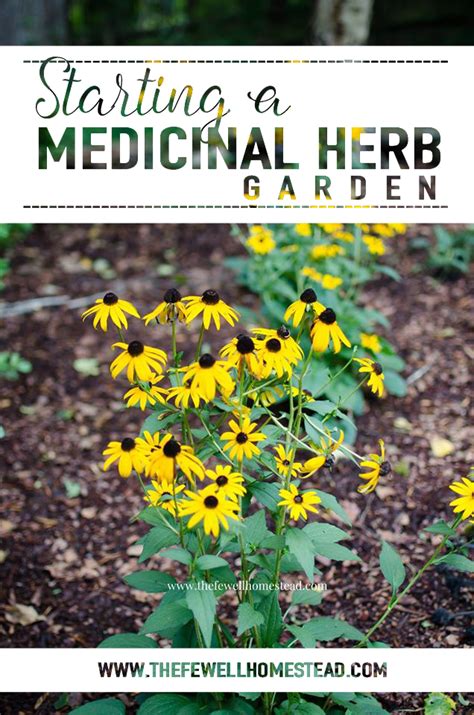 Starting A Medicinal Herb Garden — Amy Fewell — The Fewell Homestead