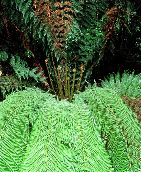 Tree Fern In Temperate Rainforest Photograph By Simon Fraserscience