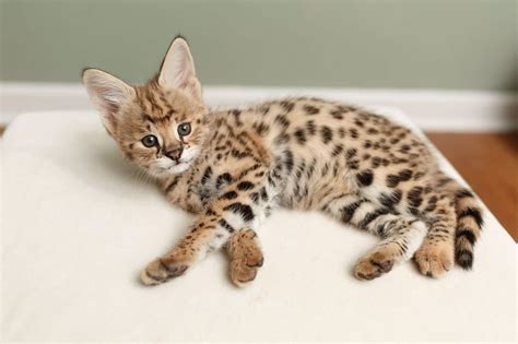 Bengal F1 Savannah Kittens Available For Sale Cats For Sale Price