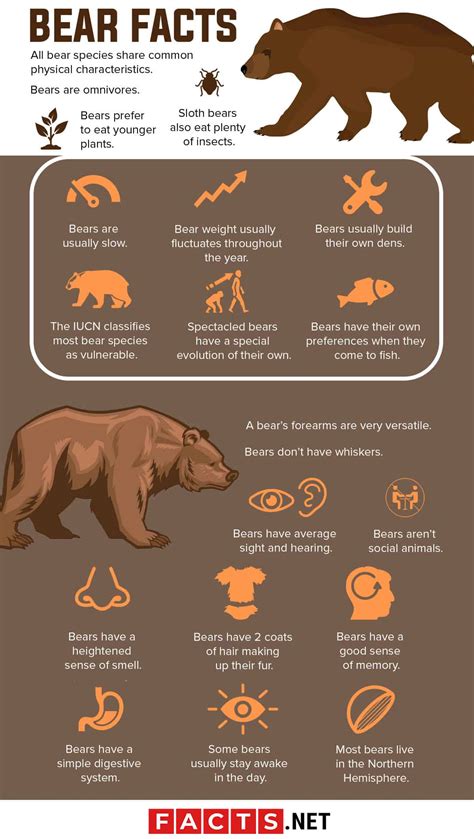 100 Interesting Bear Facts From All Around The World 2022