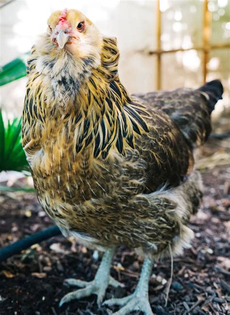 The Easiest Chicken Breed Easter Eggers Silver Homestead