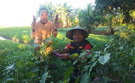 Sektor Pertanian Sayur Mayur Di Kecamatan Kramatwatu Miliki Pontensi Besar