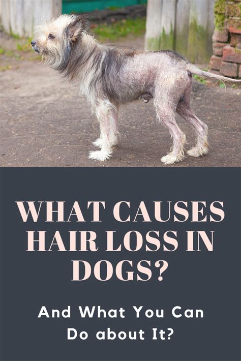 What Causes Hair Loss In Dogs And What Can You Do About It Glamorous