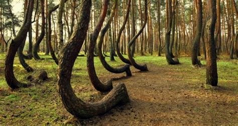 Why Polands Crooked Forest Of Krzywy Las Is Crooked