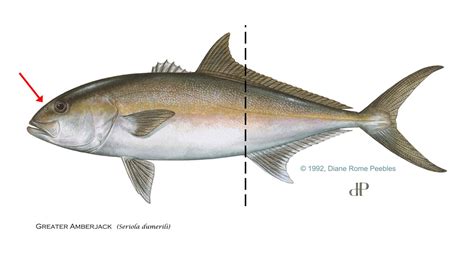 Amberjacks A Complete Guide Of What You Need To Know Before The Season