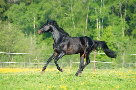 Bay Horse Runs Gallop On The Meadow Stock Photo Image Of Horse Black