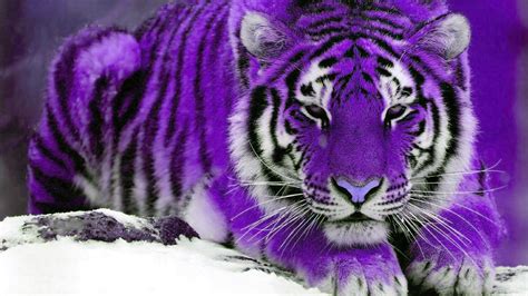 Purple Tiger By Ruenkatniss On Deviantart