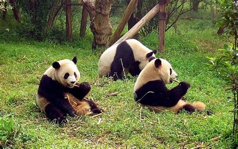 Top 10 Amazing Facts About Giant Panda China Whisper