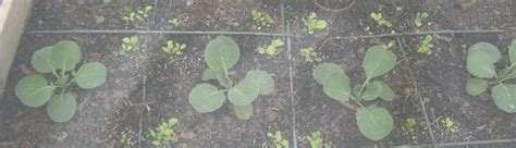 Sample plan for butterfly garden island. Sample Garden Layouts - Abundant Mini Gardens