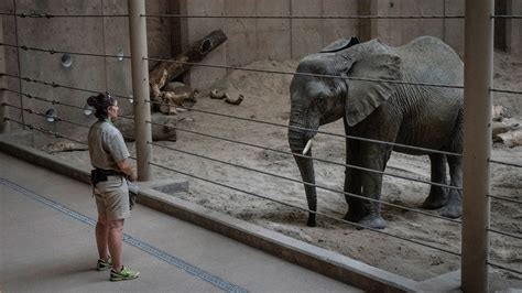 Zoos Called It A ‘rescue But Are The Elephants Really Better Off