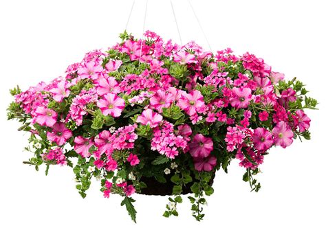 Proven winners searches the world to bring you vibrant flowering annuals, perennials and shrubs that deliver the most beautiful garden performance. Home Depot: Save $2 on Any Proven Winner Hanging Basket or ...