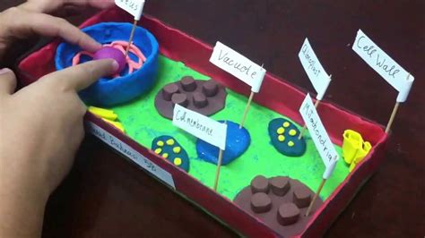 Parts of an animal cell. 5th grade plant cell project - YouTube