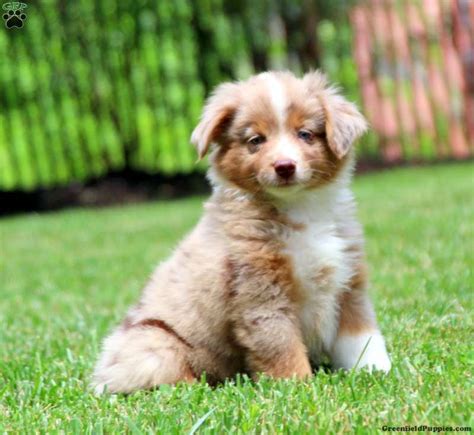 Miniature Australian Shepherd Puppies For Sale Gfp