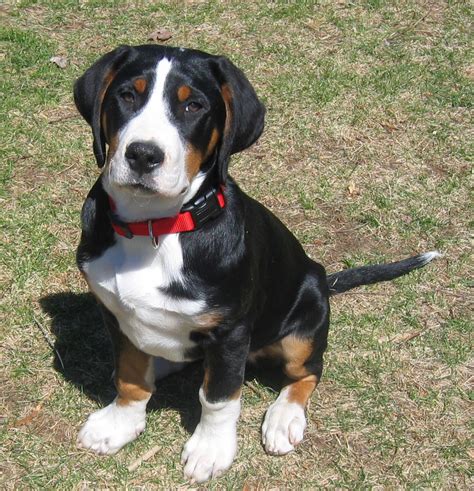 Great swiss mountain dog puppies for sale. Prism Greater Swiss Mountain Dogs - Puppies
