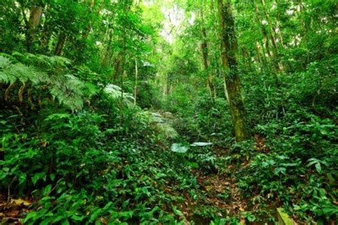 A tropical rainforest is one that lies between the tropic of cancer and the tropic of capricorn. Opinions on Tropical rainforest