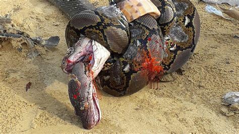 8:16 eagle vs king cobra eagle vs & attack king cobra,snake fight videos compilation 2015 watch more: Animal world King Cobra vs Python vs Snake Real Fight 킹코브라 ...