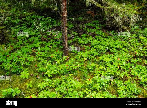 Boreal Forest Understory Plants And Lichens Neys Provincial Park