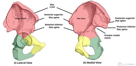 Learning the anatomy of your hip will better enable you to pinpoint your pain and work with your doctor to keep it from limiting your life. The Hip Bone - Ilium - Ischium - Pubis - TeachMeAnatomy