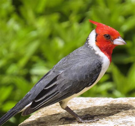 Red Crested Cardinal Photograph By Rick Lawler
