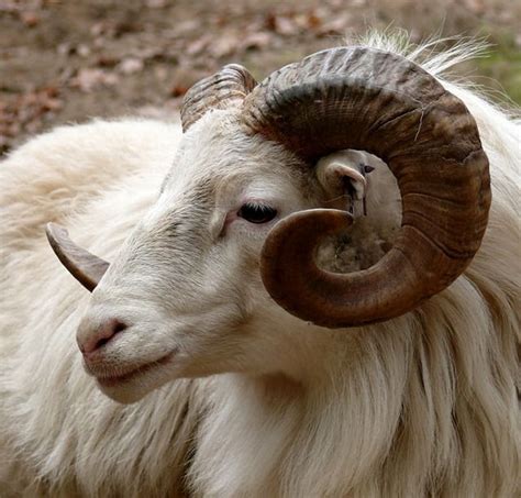 Ram Head Horn Fauna Goat Mammal Mountain Animals With Horns