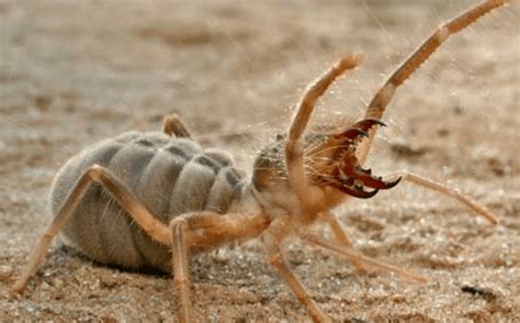 The Charisma Challenged Camel Spider Critter Science