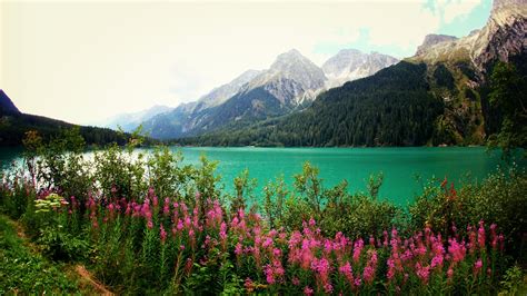 Pink Flowers Plants River Greenery Snow Capped Mountains Scenery Hd