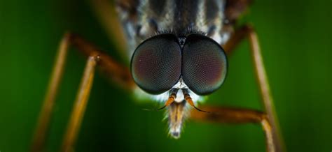 Macro Photography Of Brown Fly · Free Stock Photo