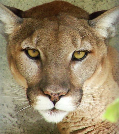 Cougar Eyes This Puma Concolor Is At The Brec Zoological