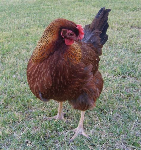 best chickie chickie images in chickens backyard hot sex picture