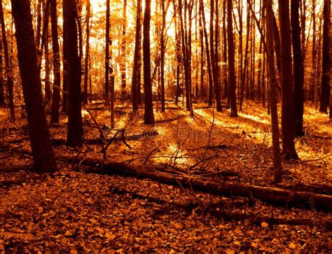 Warm Colors Woods And Fall Leaves In Autumn Forest Stock Image Image
