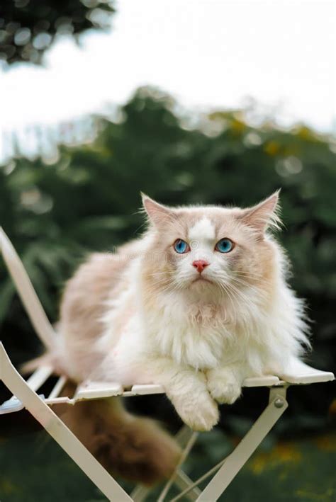Cute Ragdoll Cat Sit On Chair Outside With Greens In Nature Vertical