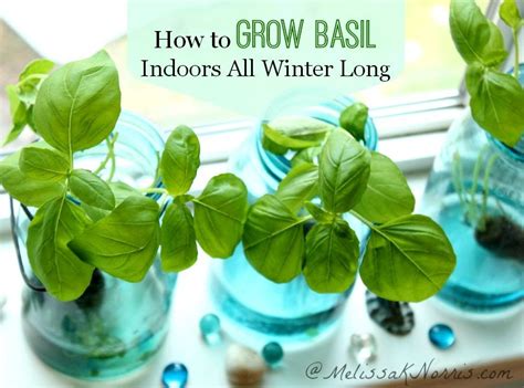 Grow Basil Indoors Without Dirt All Winter Melissa K Norris