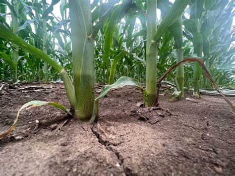 Stalk Integrity A Concern In Many Corn Belt Corn Fields Brownfield Ag