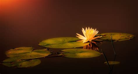 Light In The Lily Pond By Ray Bilcliff 500px True Meaning Of Life