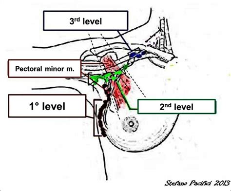Axillary Lymph Nodes Anatomy Anatomy Diagram Source