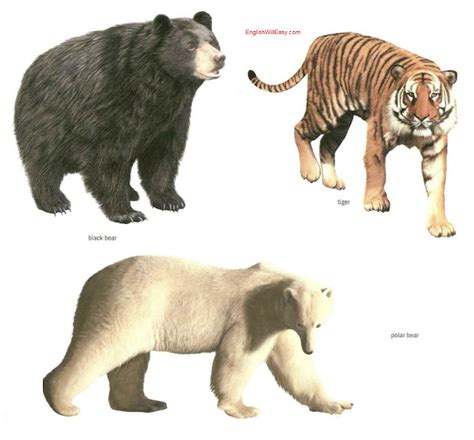 Carnivorous Mammals Online Dictionary For Kids