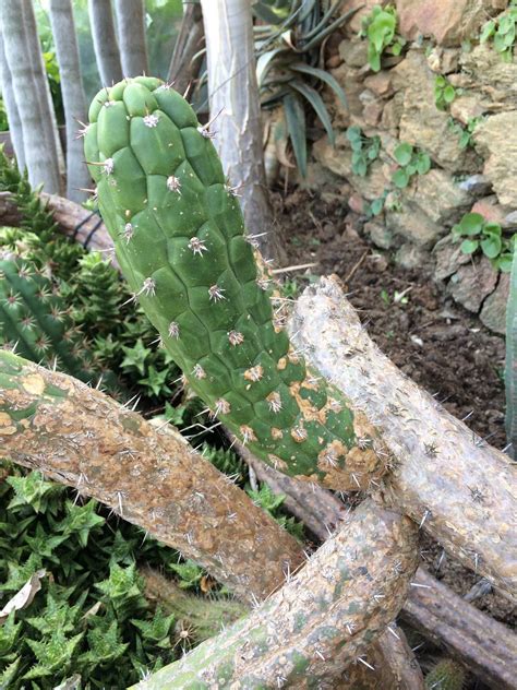 The processing lines comprise of certified manufacturers, suppliers, and wholesalers who ensure that you always get. cactus ID... 2 magnificent columnar cacti (not ...