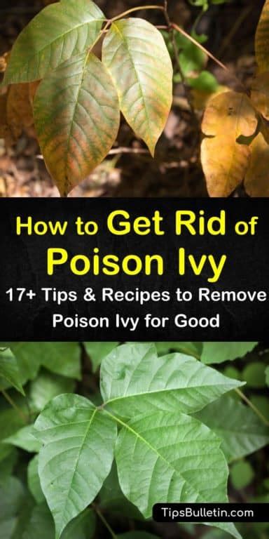 How To Get Rid Of Poison Ivy 17 Tips And Recipes To Remove Poison